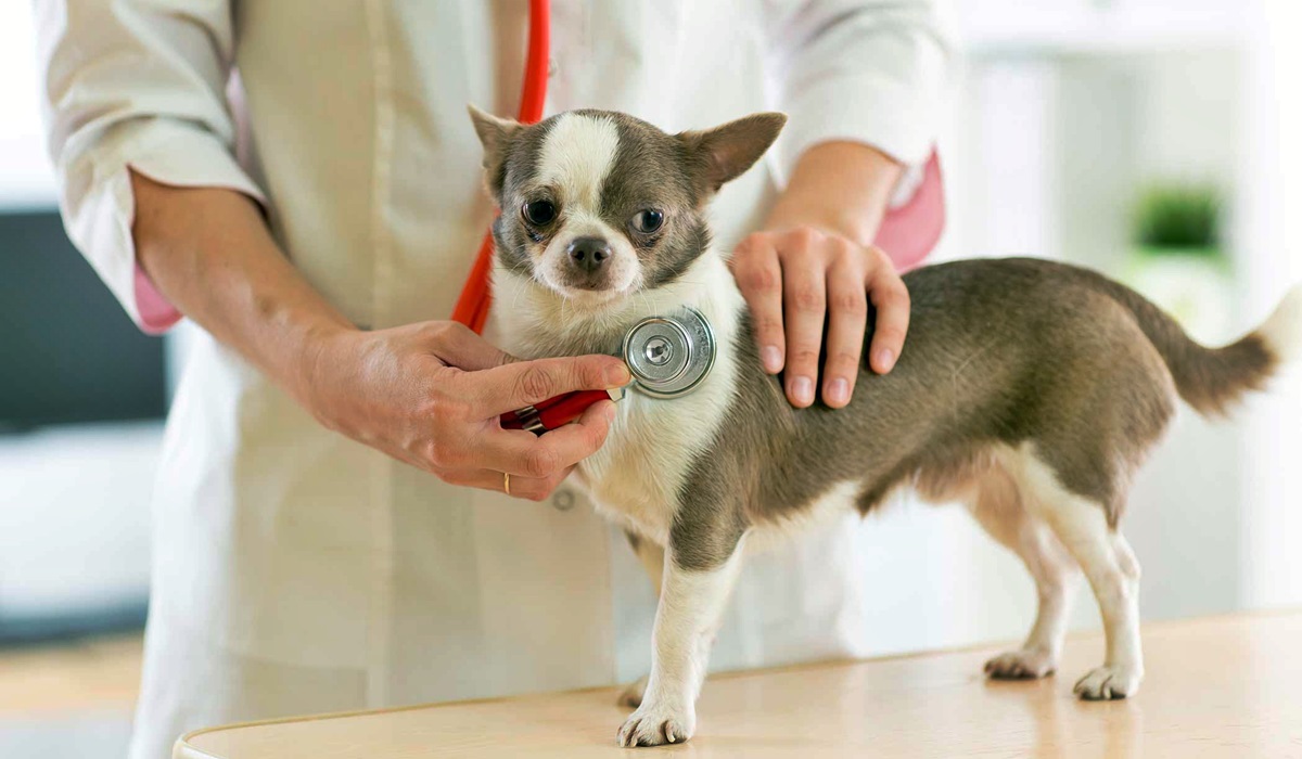 battito cardiaco del cane