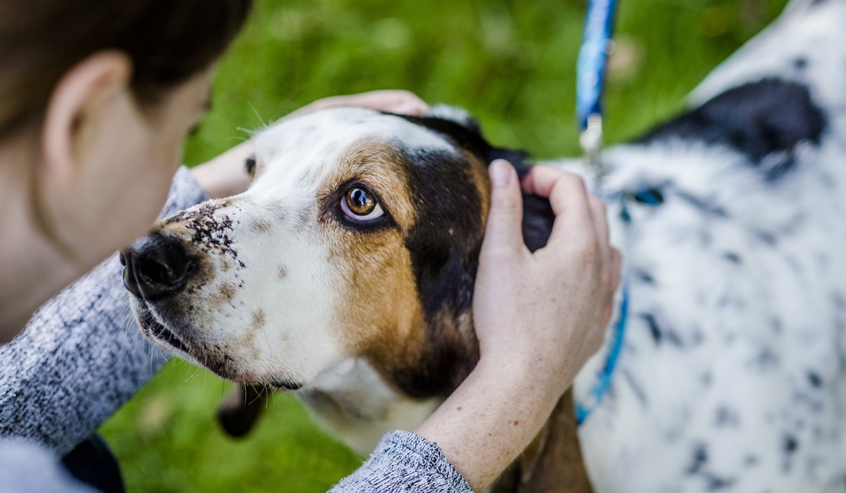 accarezzare la testa del cane