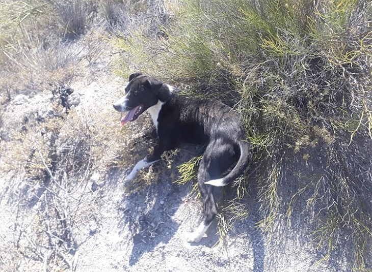 Cane in pericolo di vita viene trasportato dal veterinario da 3 ciclisti