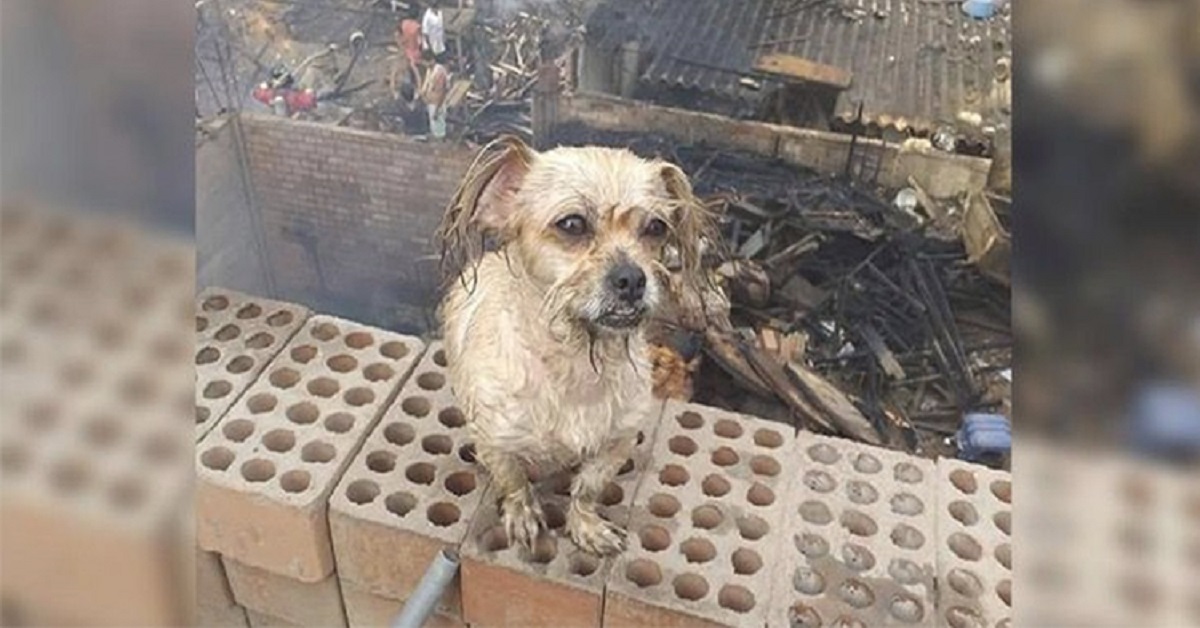 Cane intrappolato fra le fiamme dell’edificio, salvo per miracolo