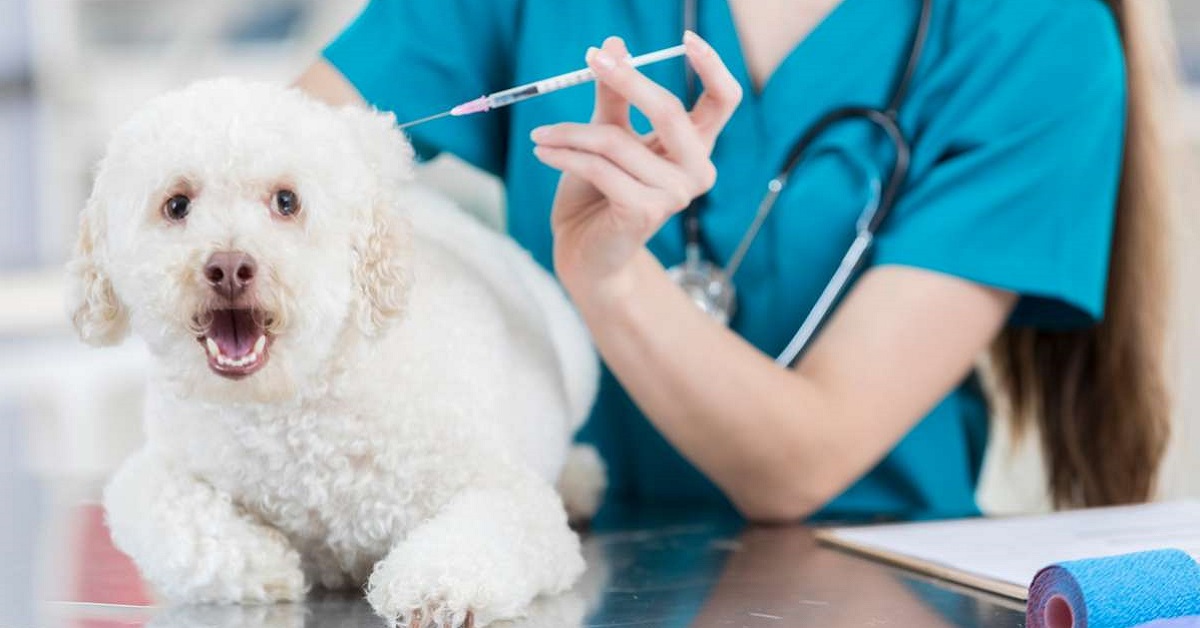 Cani feriti: in Campania arriva il 118 veterinario