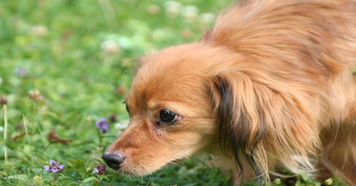 I cani possono sentire le droghe attraverso il caffè o no?