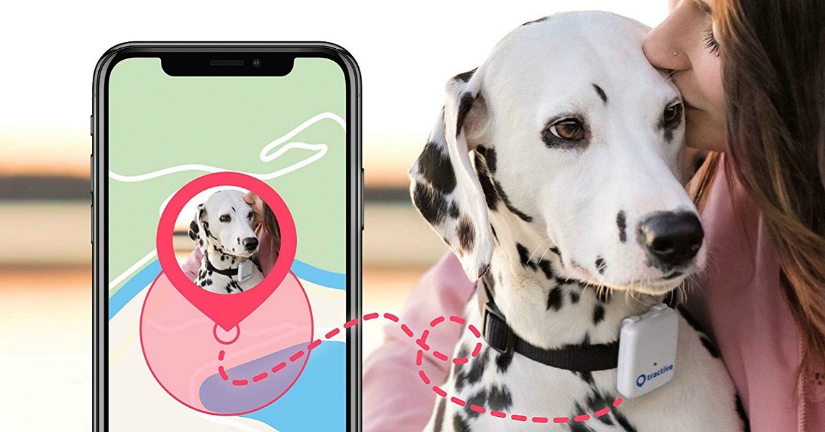 Cani smarriti: ecco l’app per ritrovarli con lo smartphone