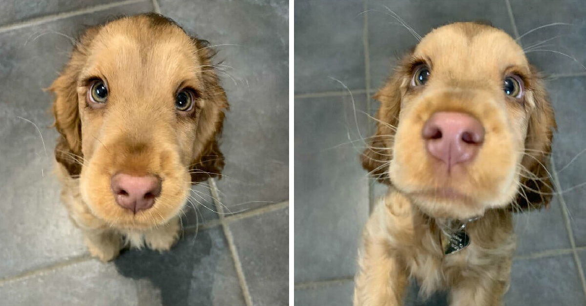 Cucciolo conquista il web con la sola forza del suo sguardo