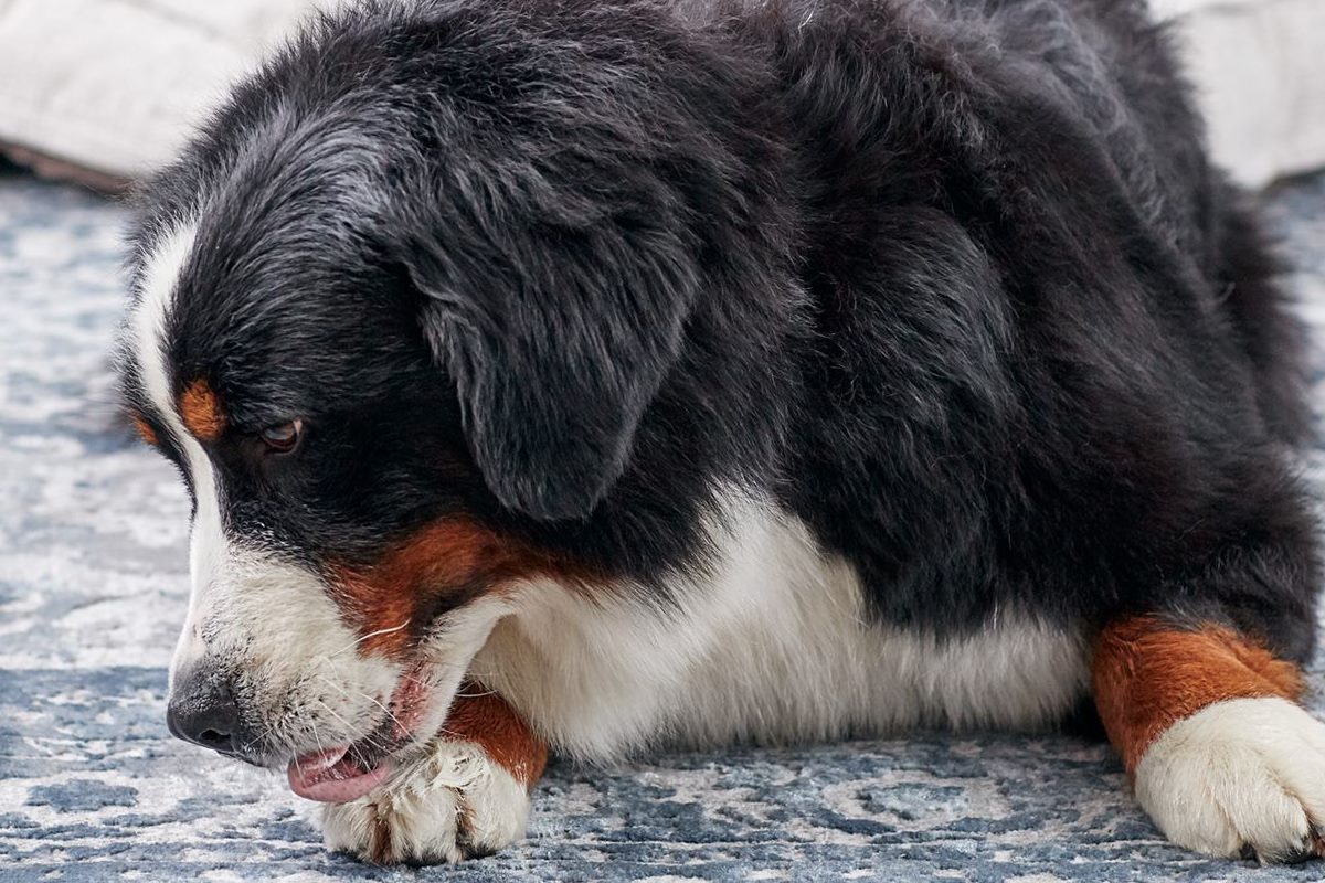 cane che si lecca le zampe