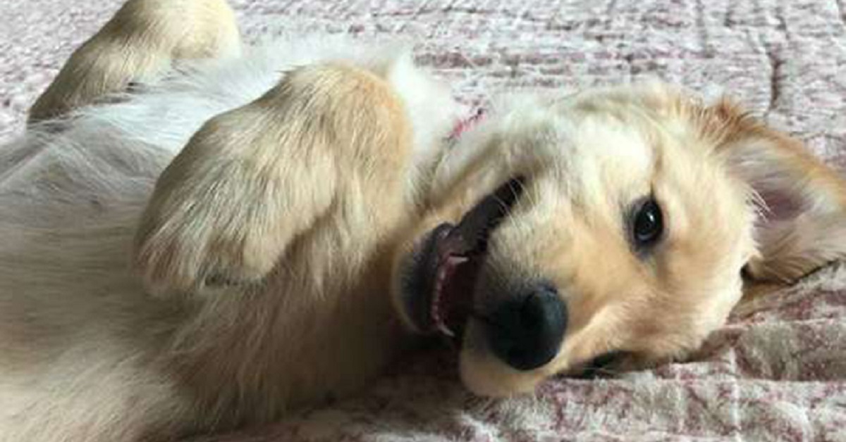 I cuccioli giocano a nascondino all’interno di una sala