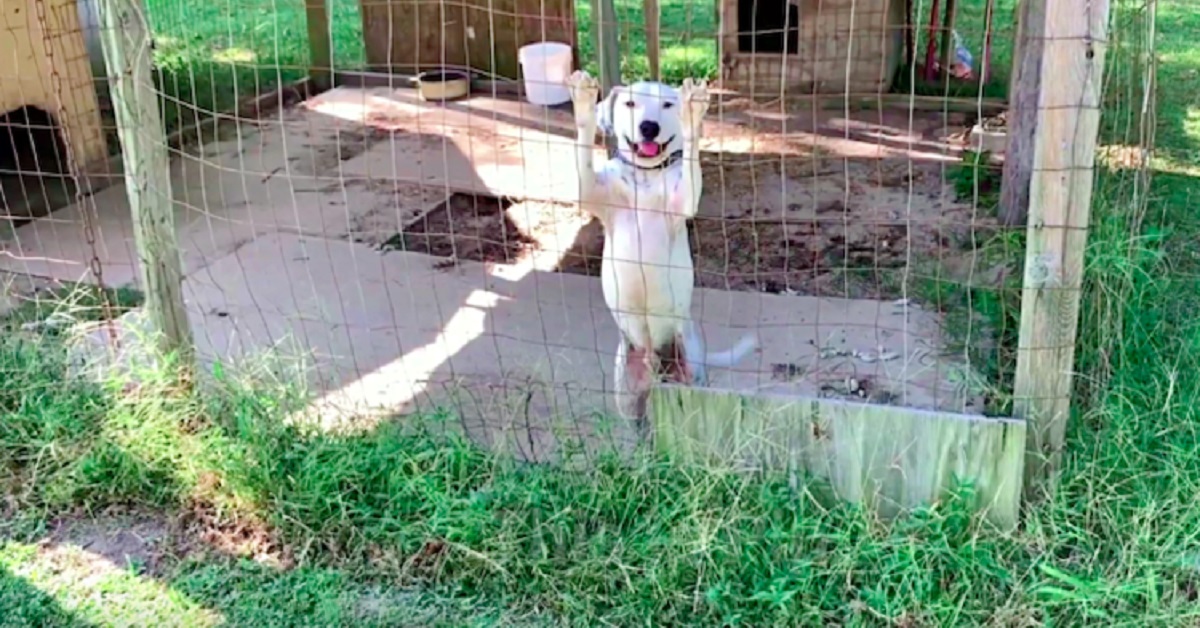 Il cane spera di uscire dalla gabbia, il suo sogno si avvera