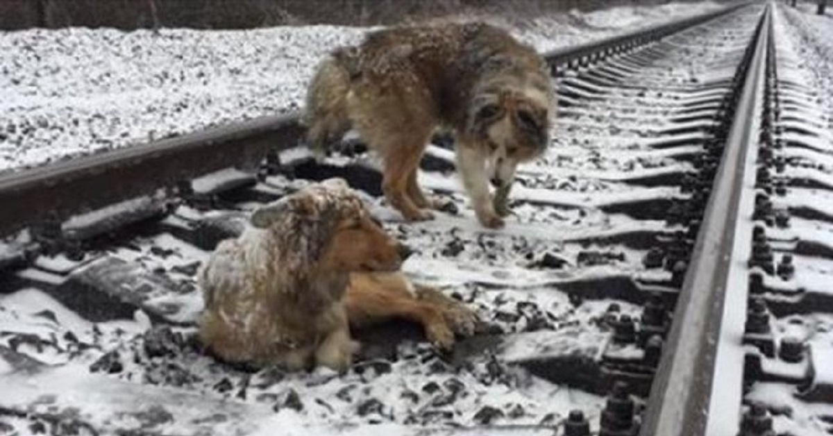 Il cane sta per essere investito da un treno ma la sua amica le salva la vita