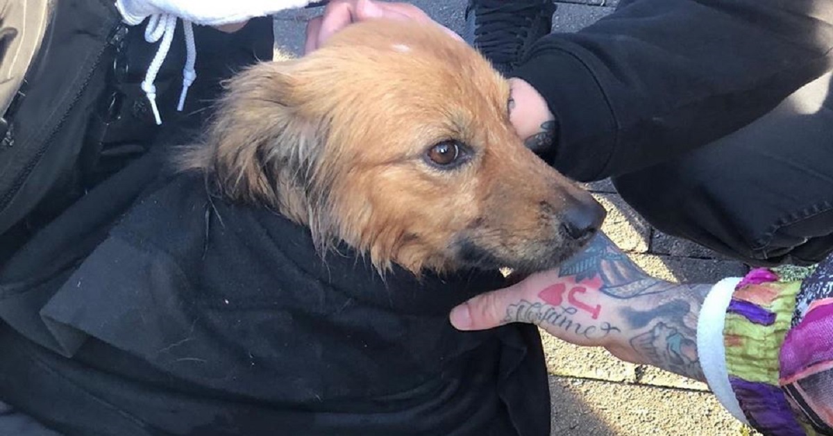 Milano, cane salvo dopo esser caduto nel Naviglio della Martesana