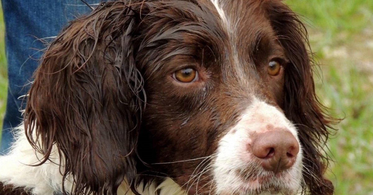 5 razze di cani che fanno più pipì: ecco quali sono e perché