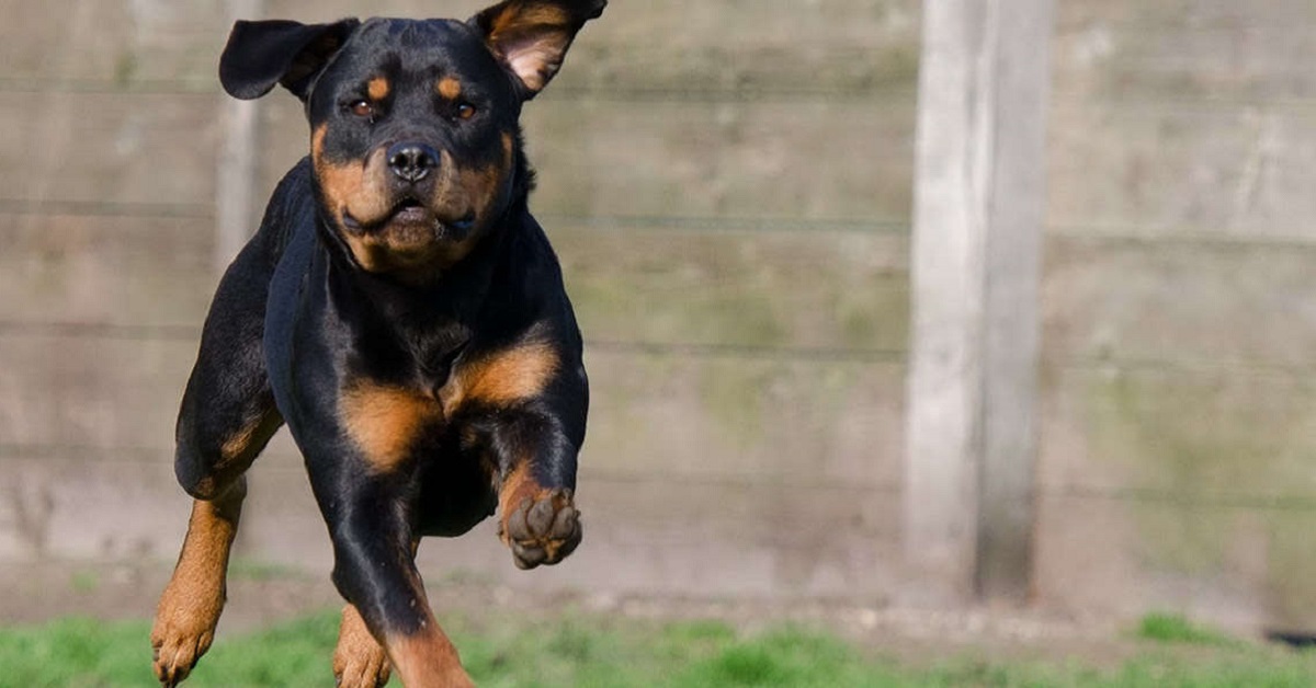 5 razze di cani che sembrano spaventosi, ma non lo sono affatto