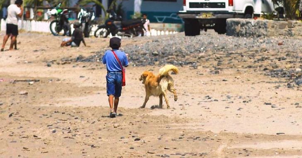 Un cane ed un ragazzo cercano di sconfiggere la povertà vendendo gelati