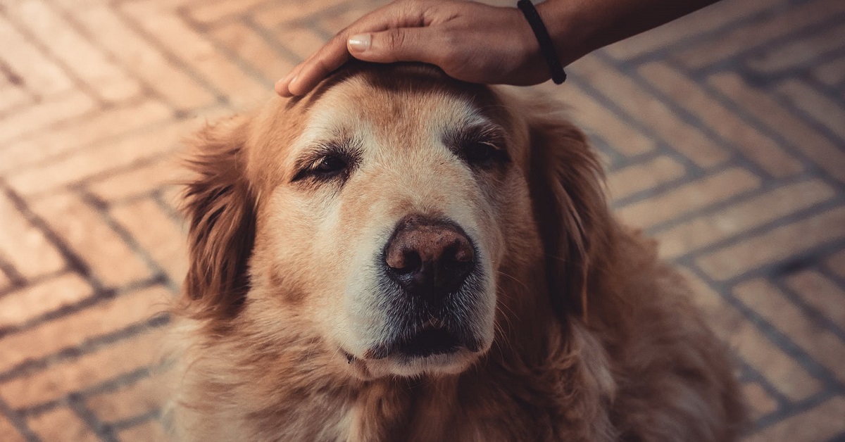 Veneto, niente più costi per le cure del cane, da oggi saranno gratis