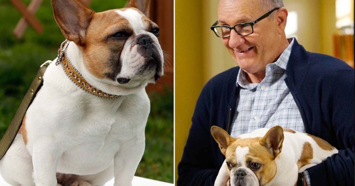 Addio a Stella, la cagnolina Bulldog di Modern Family