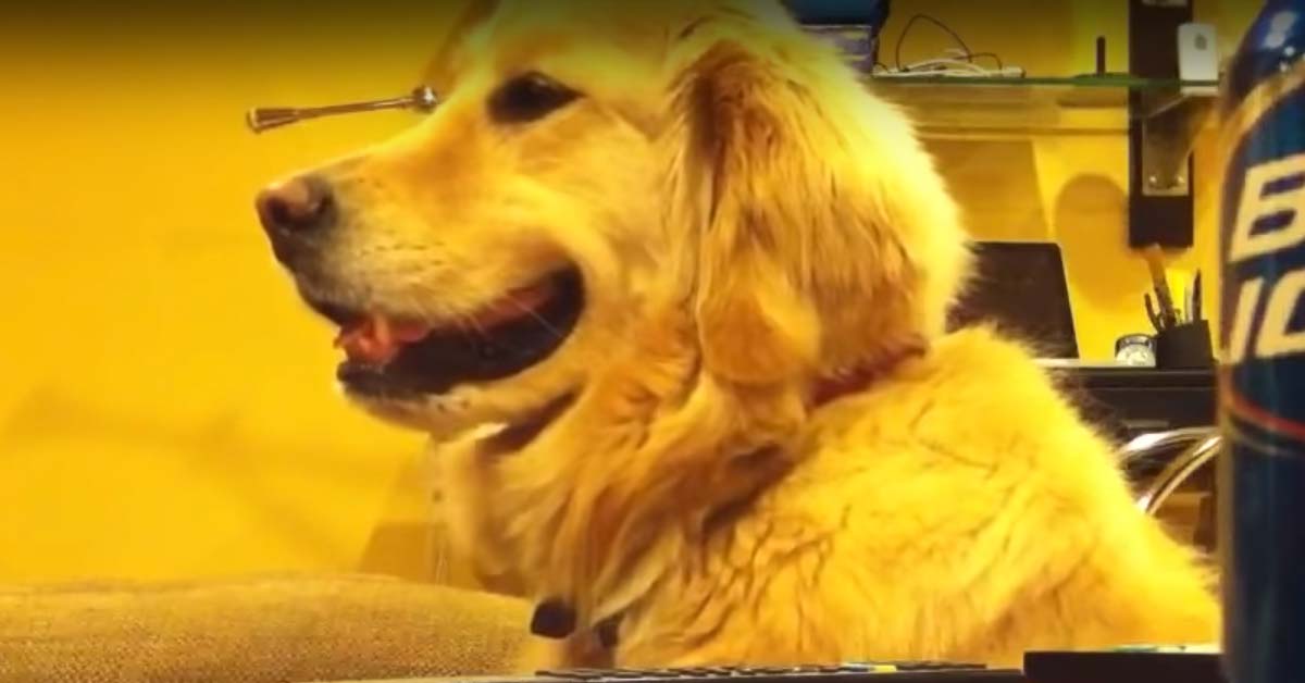 Bailey, il Golden Retriever che è riuscito a far diventare famoso il suo proprietario (video)