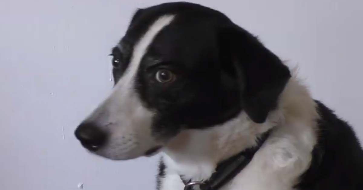 Bess, il Border Collie che nessuno vuole adottare (video)