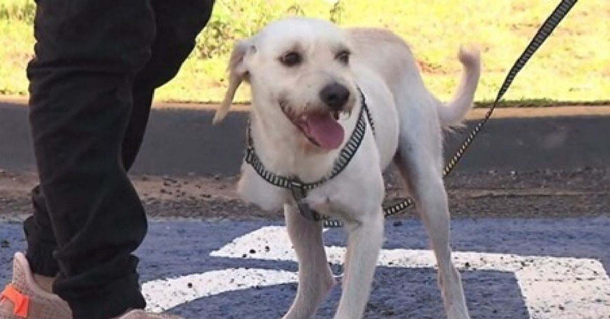 Branco, il cagnolino senza una zampa che ora è felice grazie ad un bambino speciale