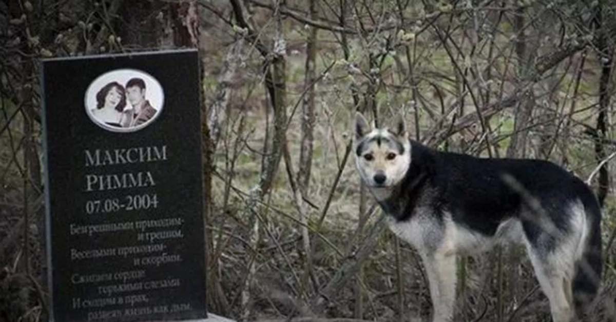 Cagnolino veglia da 15 anni la lapide dei proprietari deceduti