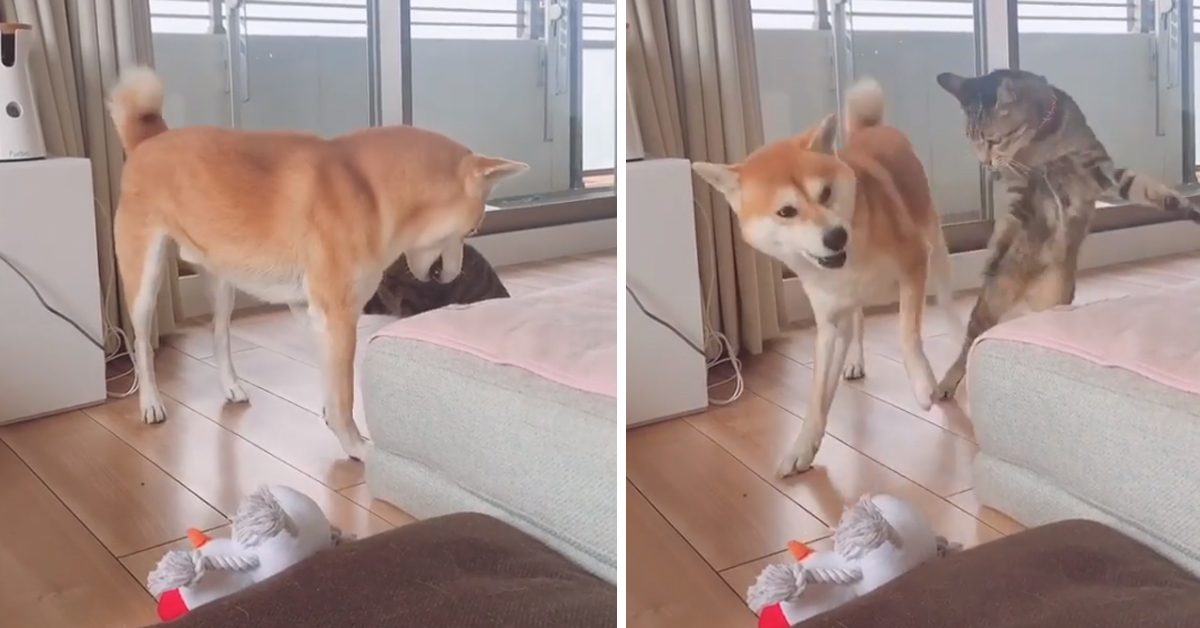 Cane Shiba sfida un gattino e la loro “lotta” è virale (video)