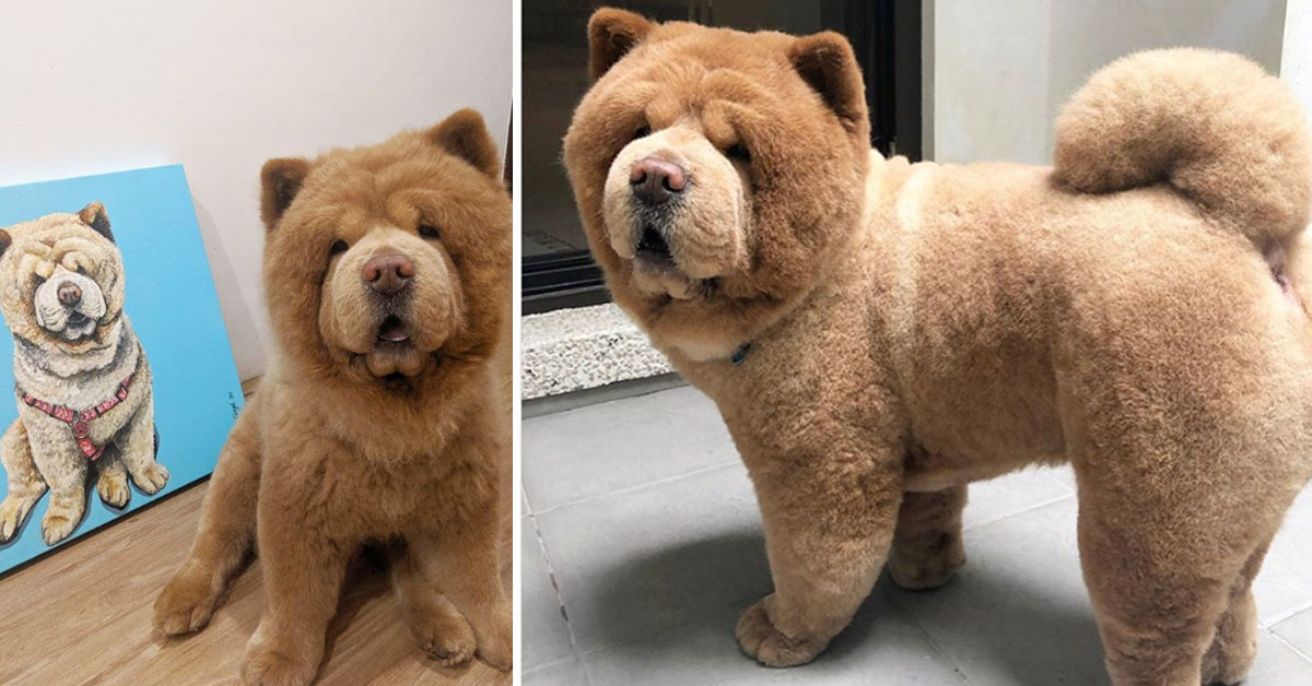 Chowder, il Chow Chow che sembra un orso che è una star di Instagram (video)