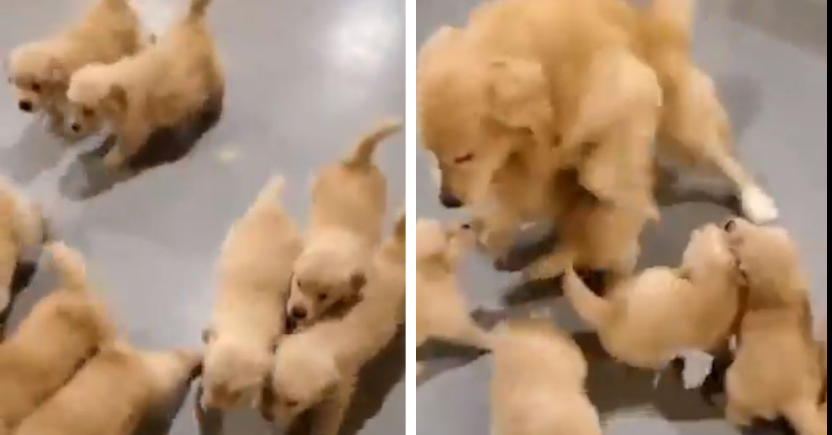 Cuccioli di Golden Retriever “assalgono” la mamma e il video fa il giro del web