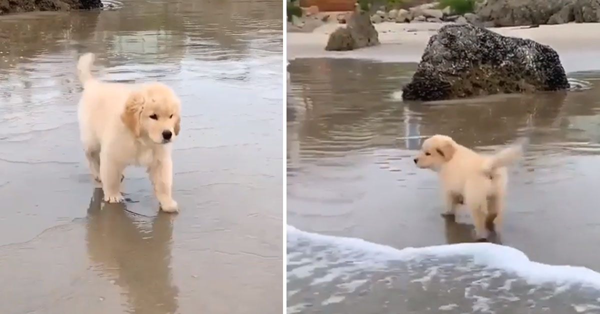 Cucciolo di Golden Retriever ha paura dell’onda in arrivo e il video fa il giro del web