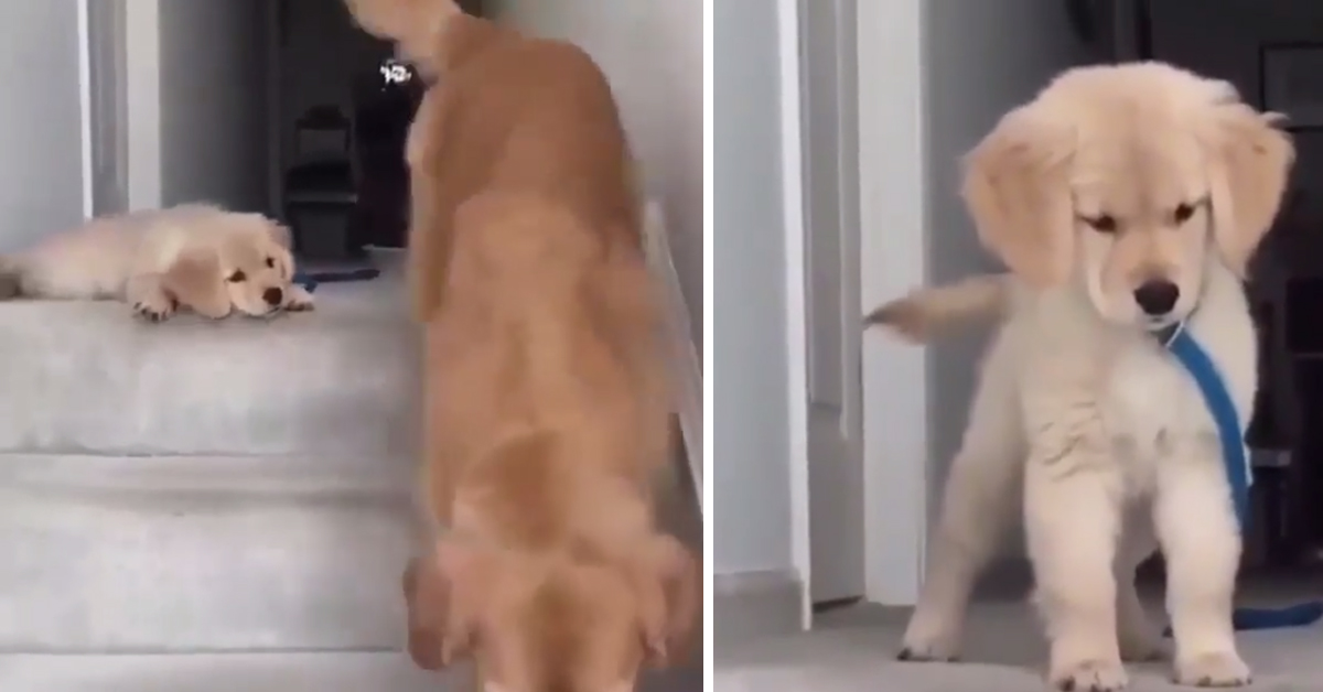 Cucciolo di Golden Retriever non sa scendere le scale e chiede aiuto (video)