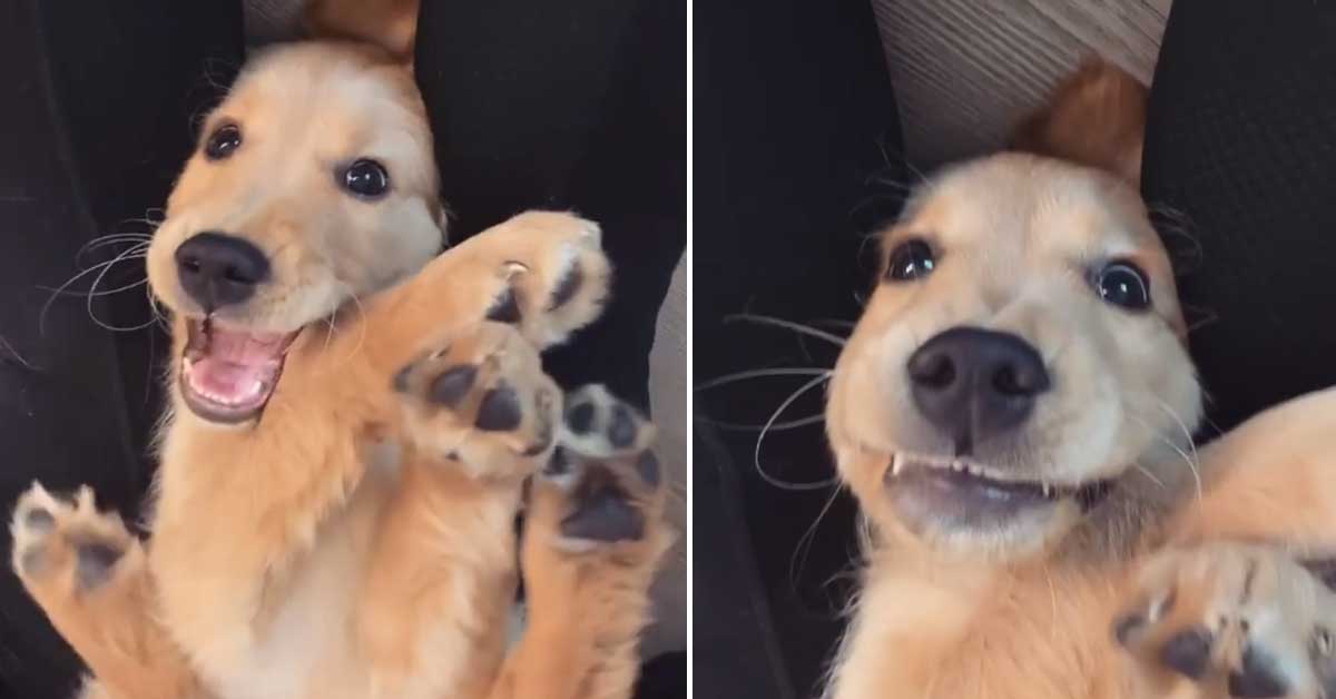 Cucciolo di Golden Retriever soffre il solletico e il video fa il giro del web