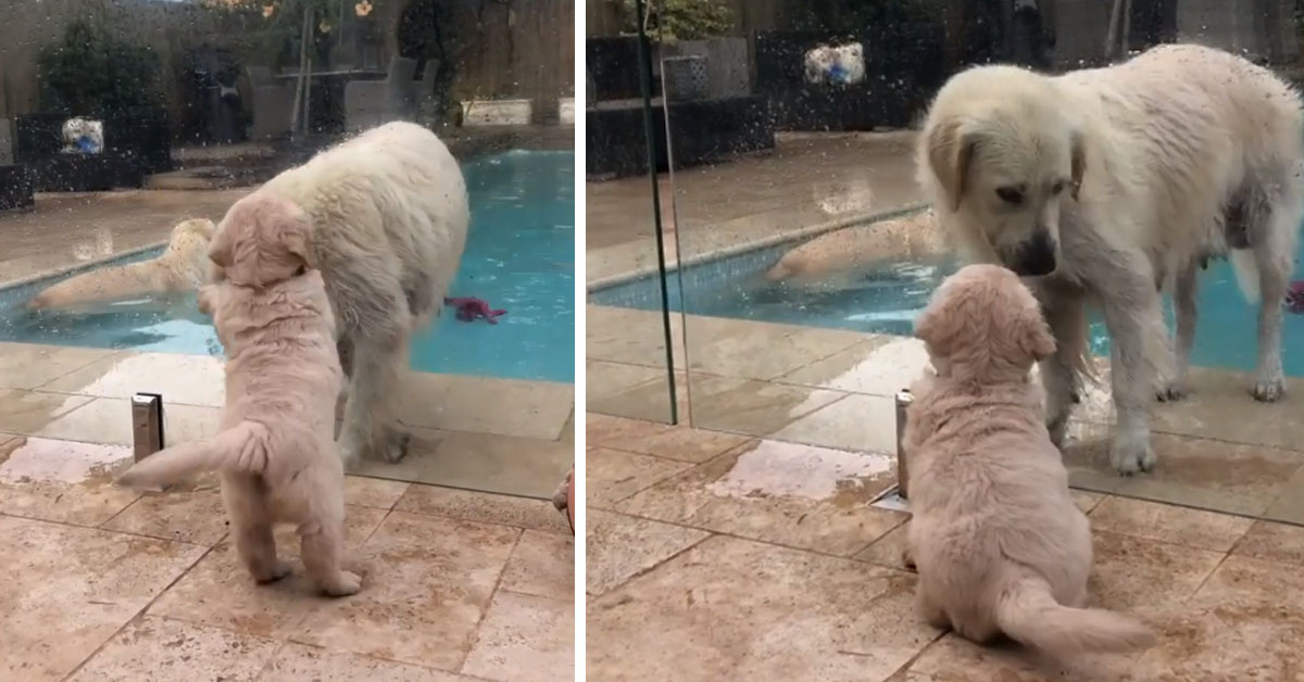 Cucciolo di Golden Retriever vuole la sua mamma: il video virale