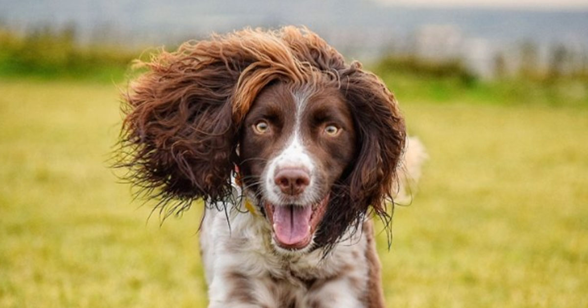 Finley, lo Springer Spaniel con la chioma splendente amato dal web (foto)