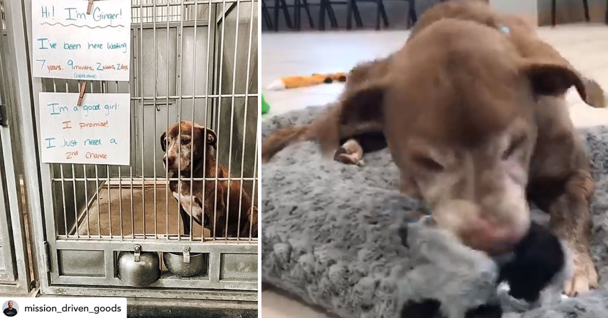 Ginger, il cane che dopo 7 anni in canile è stato adottato grazie ad una foto (video)