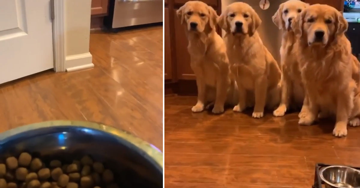 Golden Retriever aspettano pazienti la ciotola con il cibo: il video virale