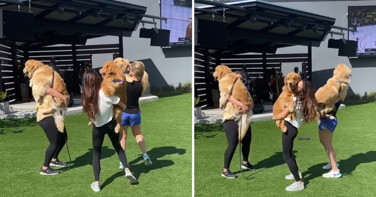 Golden Retriever ballano con le proprietarie: il video virale