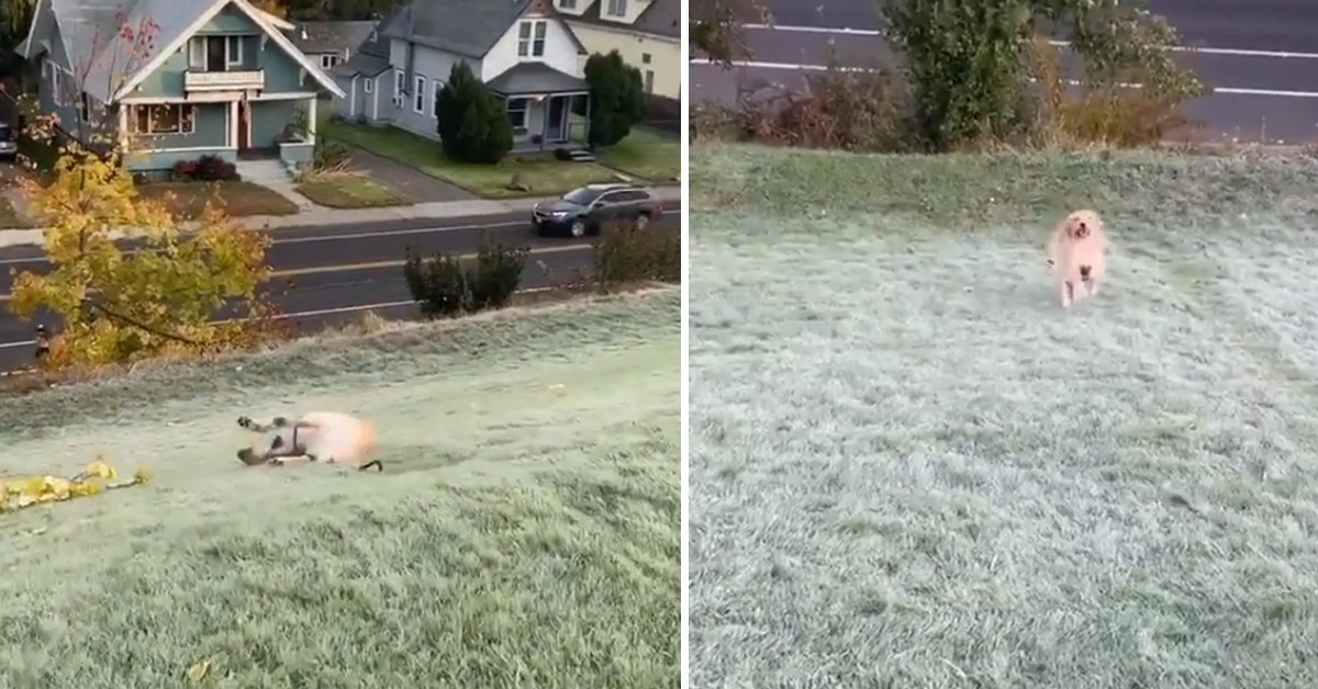 Golden Retriever si diverte a rotolare giù da una collina e il video fa il giro del web