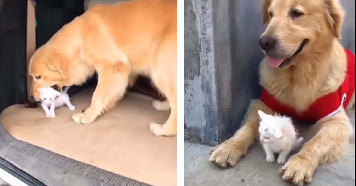 Golden Retriever trova un gattino e lo adotta portandolo a casa: il video