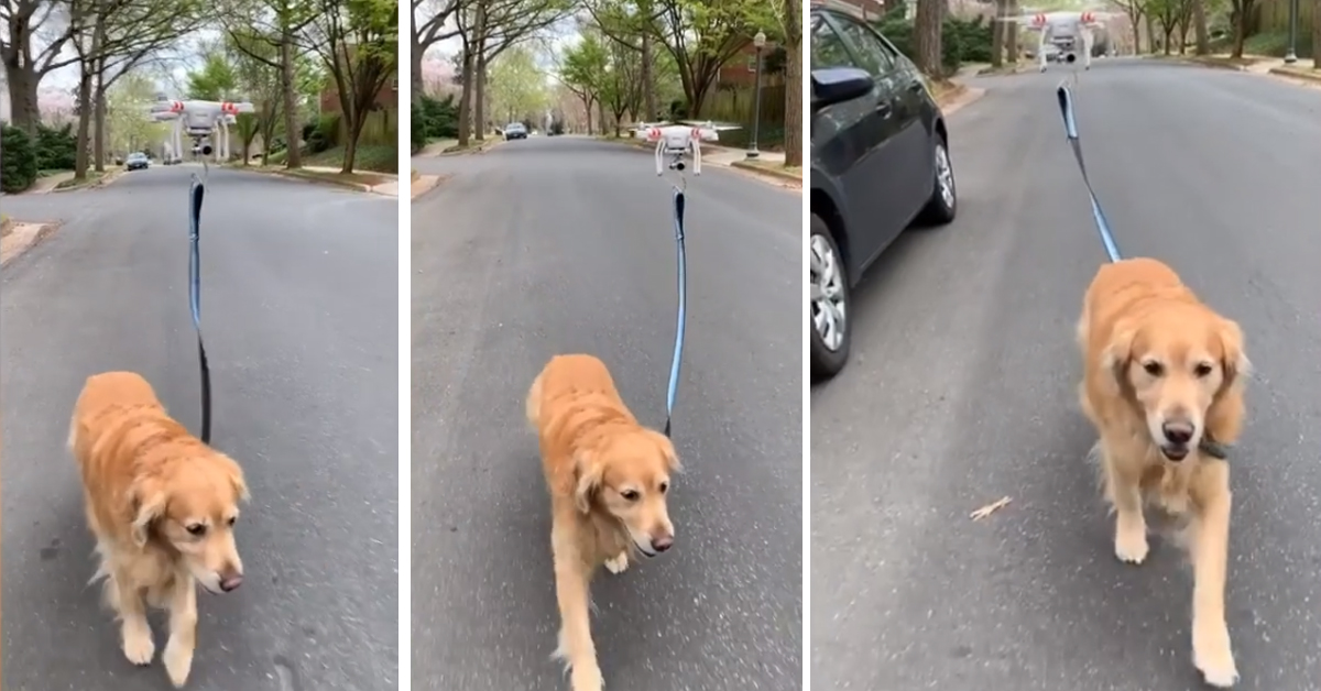 Golden Retriever va a spasso con il drone e il video fa il giro del web