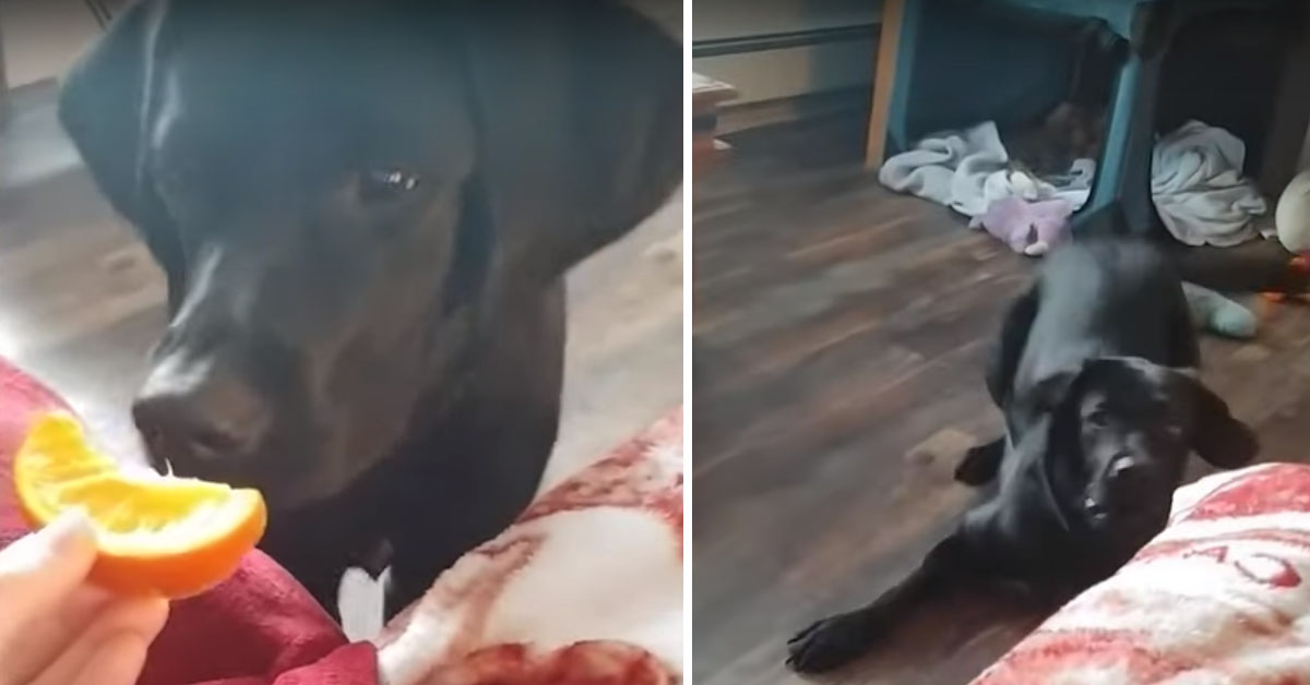 Il Labrador che non ama il profumo dell’arancia: il video virale