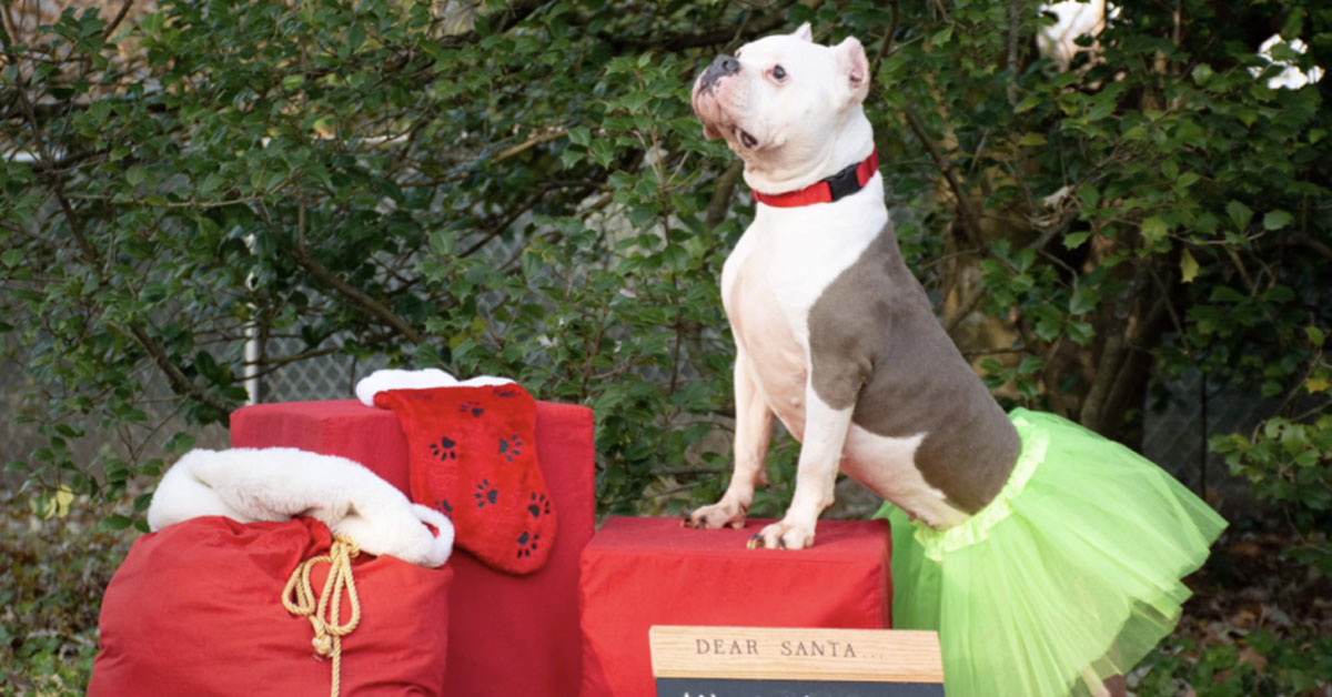 Lakita, il Pitbull abbandonato nella spazzatura che oggi è finalmente felice