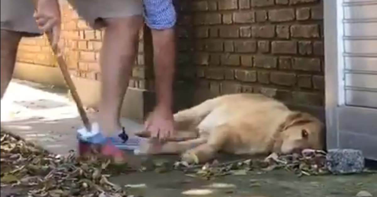 Lazy, la Golden Retriever pigra che ha fatto il giro del web (video)