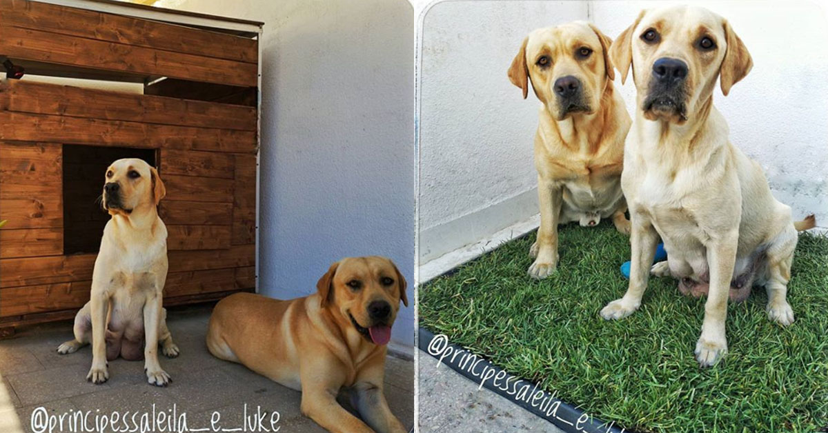 Leila e Luke, i due Labrador che hanno conquistato Instagram (video)