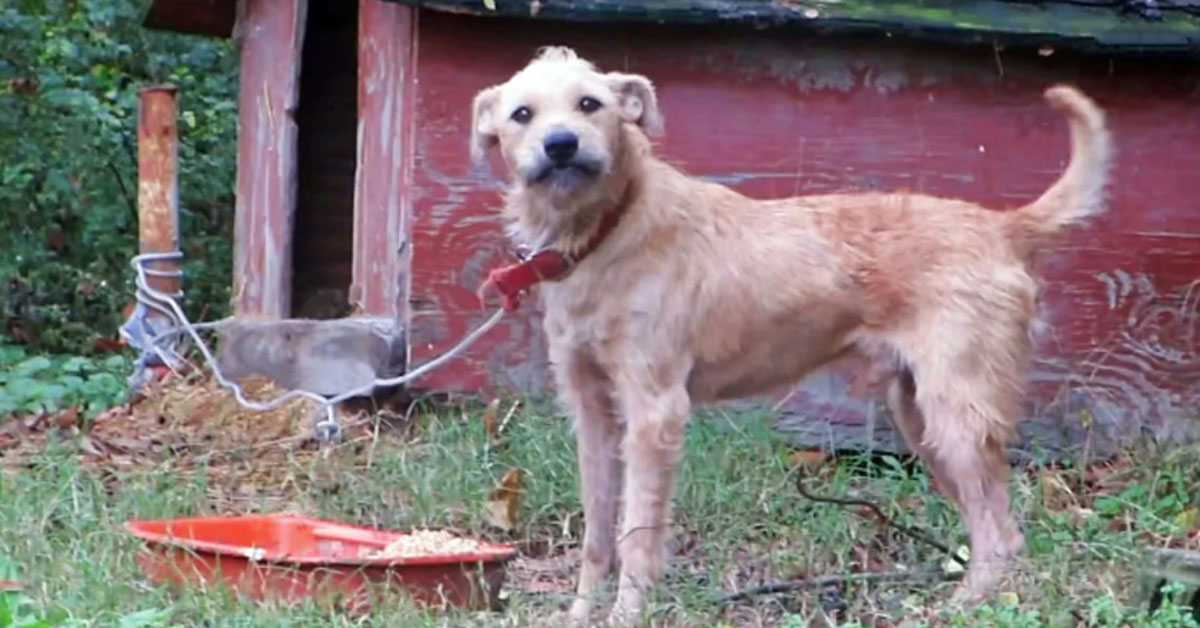 Marley, il cagnolino che dopo 5 anni di catena oggi è finalmente felice (video)