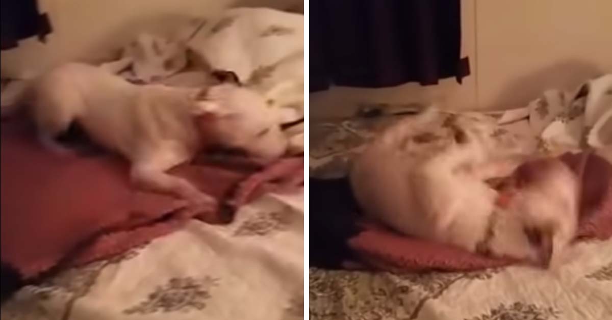 Millie, la Bull Terrier che dopo molta attesa viene finalmente adottata: il video della sua reazione