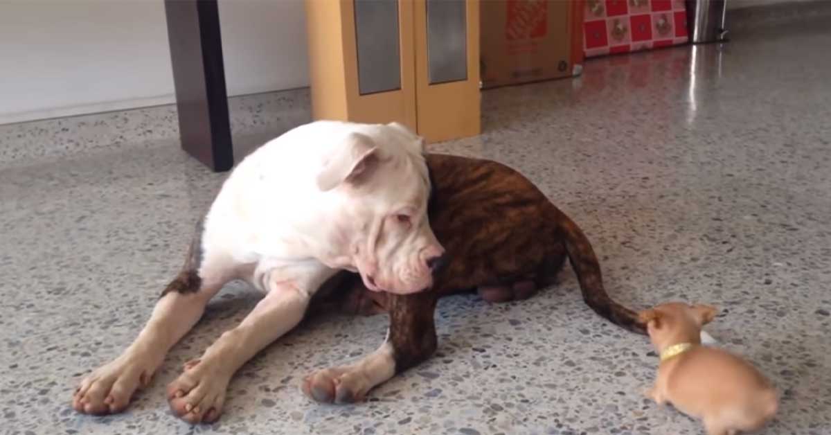 Minuscolo Chihuahua gioca con enorme Bulldog americano e il video diventa virale