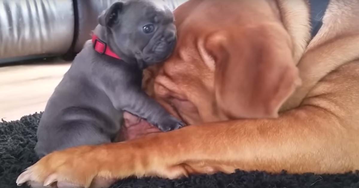 Papà Dogo di Bordeaux si incontra con un cucciolo di Bulldog: il tenero video