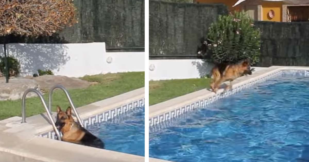 Pastore Tedesco si tuffa in piscina più volte e il suo video fa il giro del web