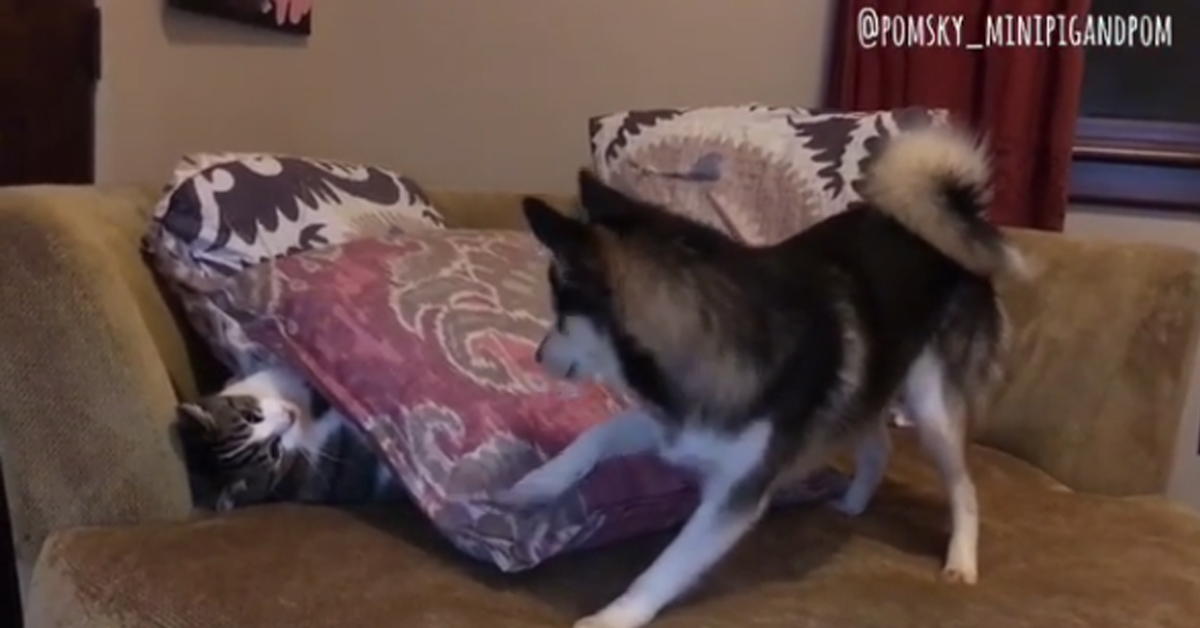 Pomsky un po’ troppo iperattivo gioca con un gattino e il video fa il giro del web