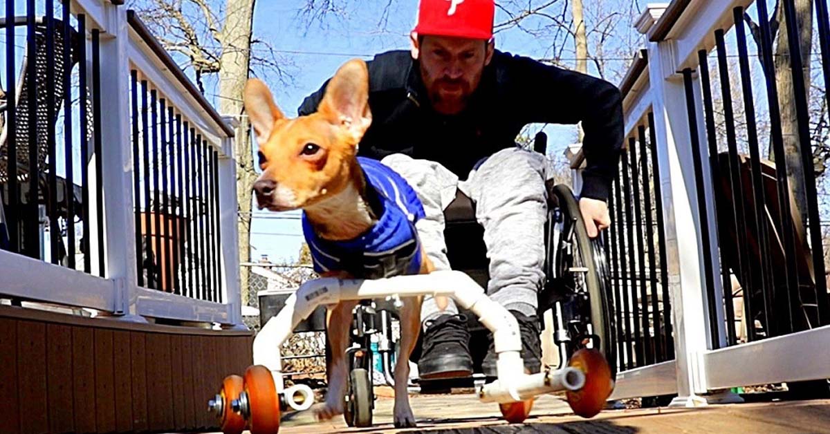 Roo, il cagnolino che non può camminare, che oggi è felice grazie ad un uomo speciale (video)