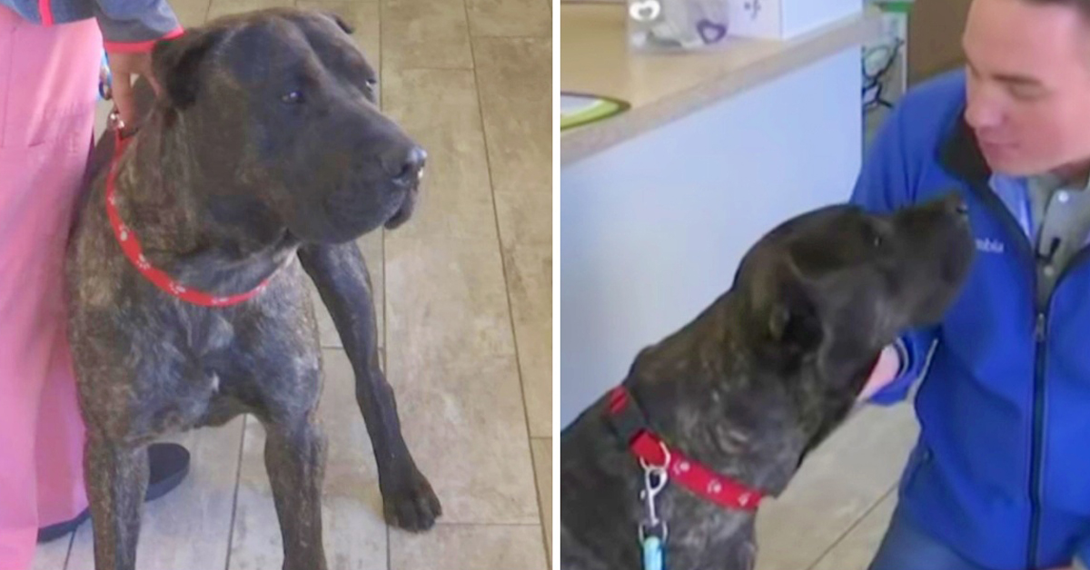 Simba, il Dogo Canario ritrovato dopo due mesi a 2250 Km da casa (video)