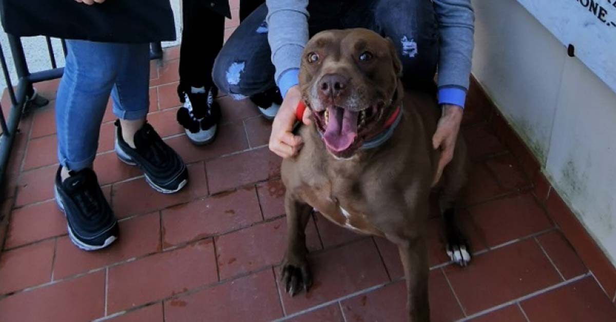 Starker, il Pitbull maltrattato che finalmente ha avuto giustizia