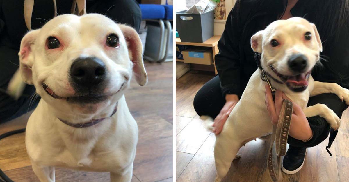 Con il suo bel sorriso questo cane ha abbattuto tutte le convinzioni sbagliate sulla sua razza